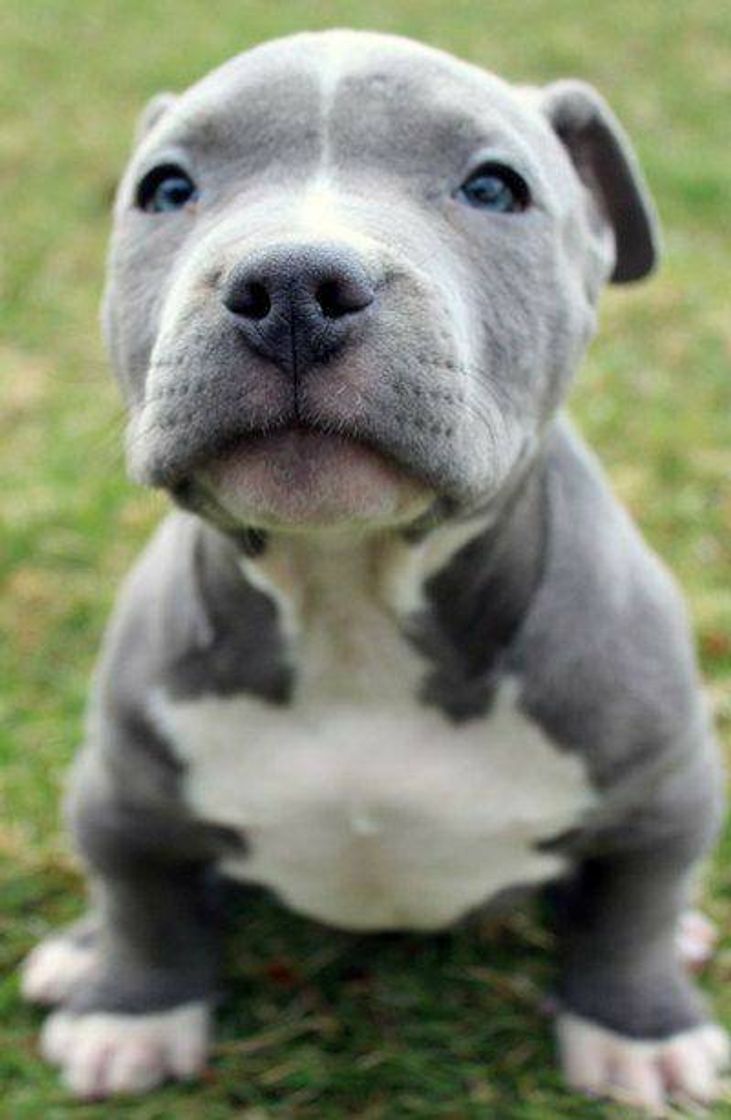 Fashion Pitt Bull