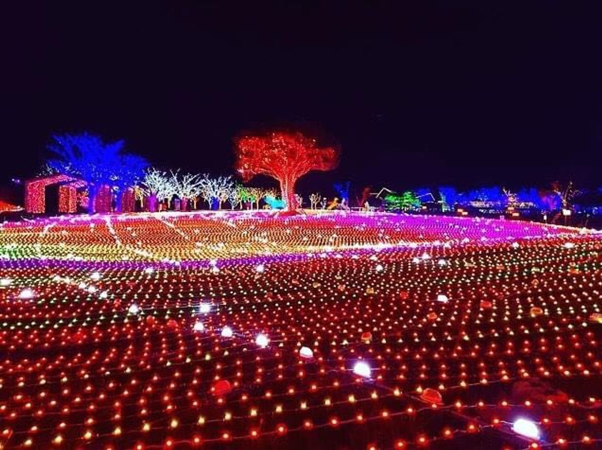 Place 일루미아 빛축제