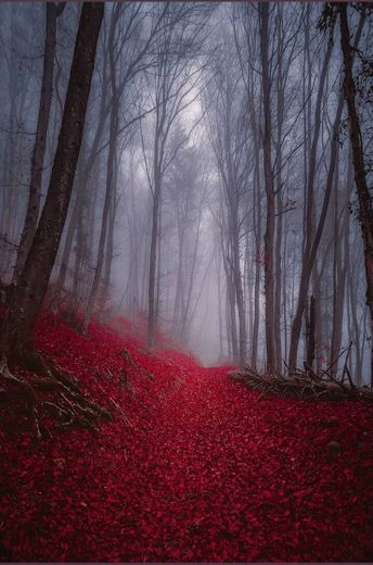Imagem de Cris Figueiredo - Pinterest forest