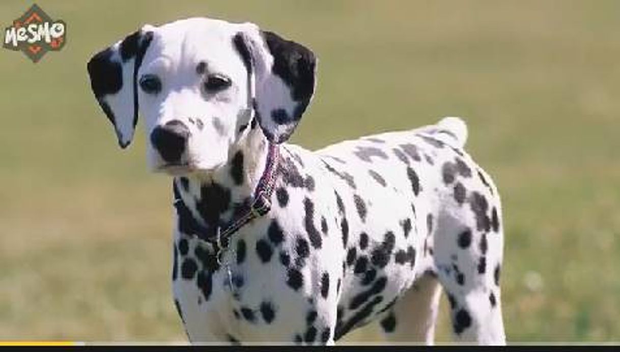 Fashion Cachorros lindos