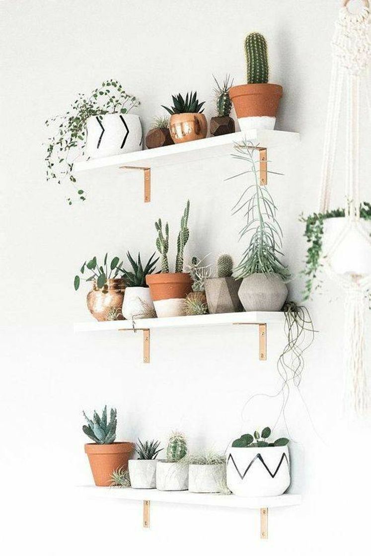 Fashion Decoração com plantas 