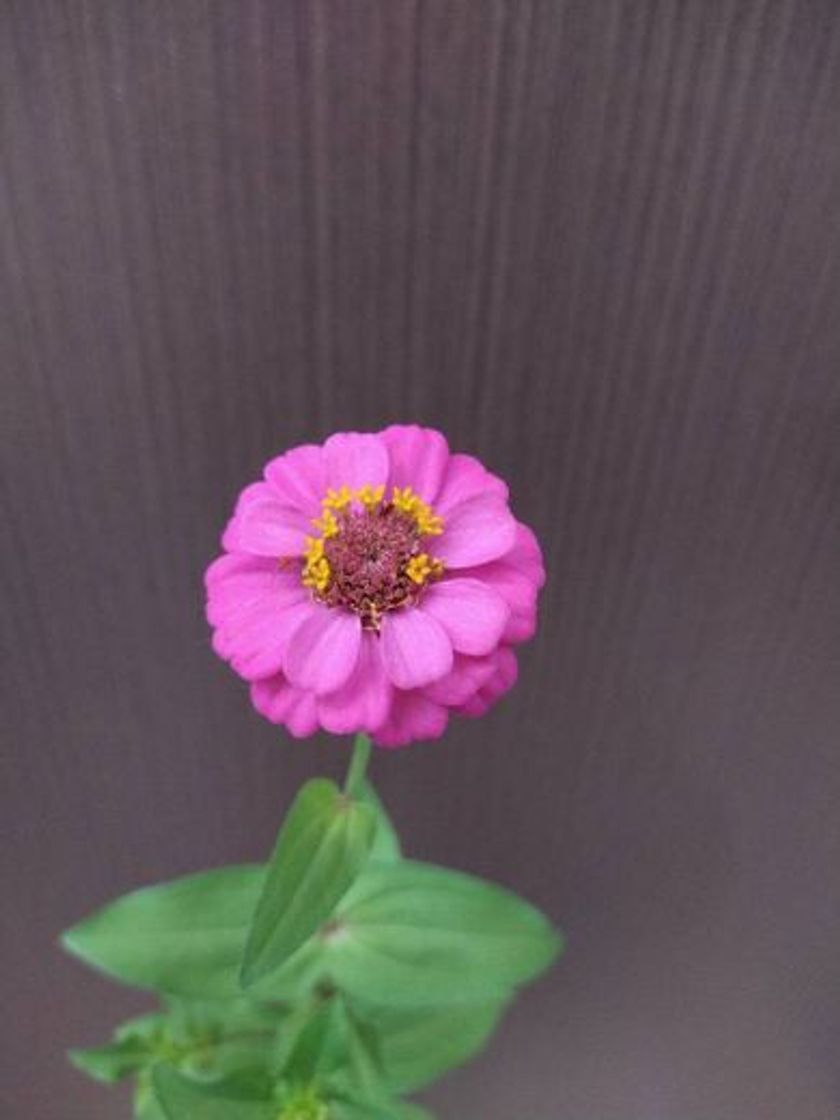 Moda Zinnia Rosa Cintilante