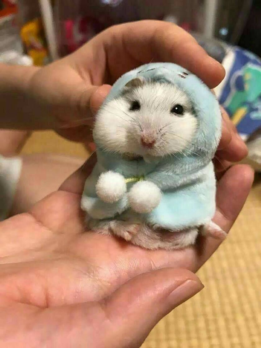 Fashion hamster | cute 