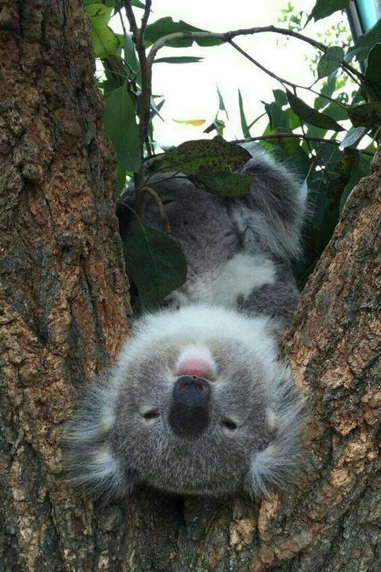 koala | cute