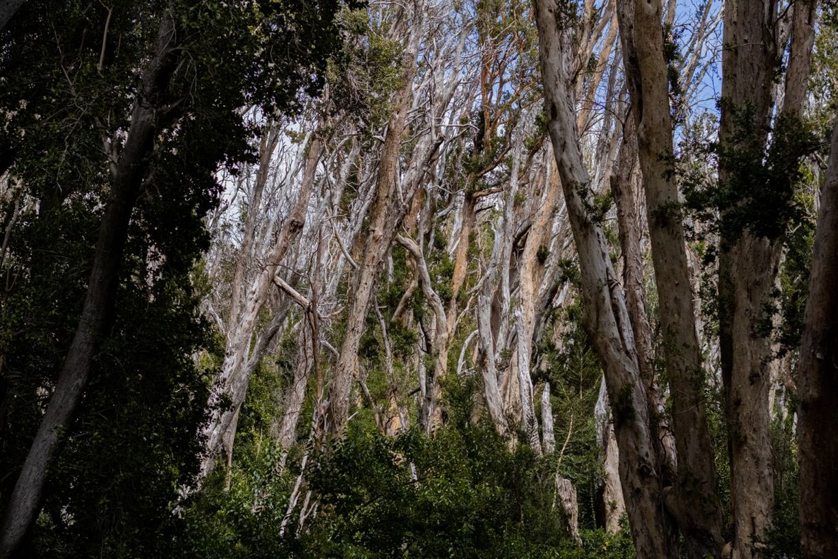 Place Bosque de Arrayanes