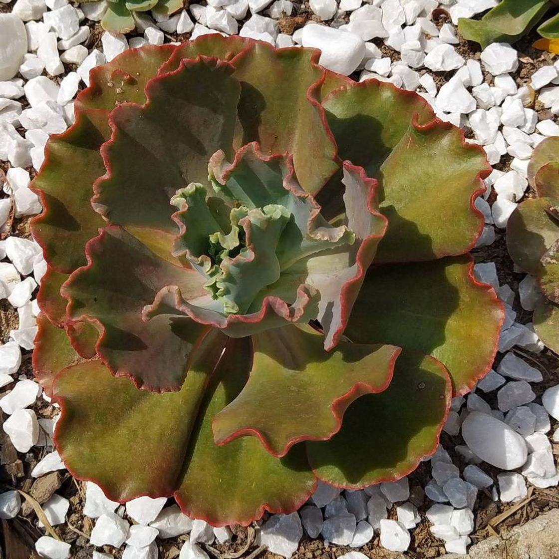 Fashion Echeveria Mauna Loa verdadeira está bem maior