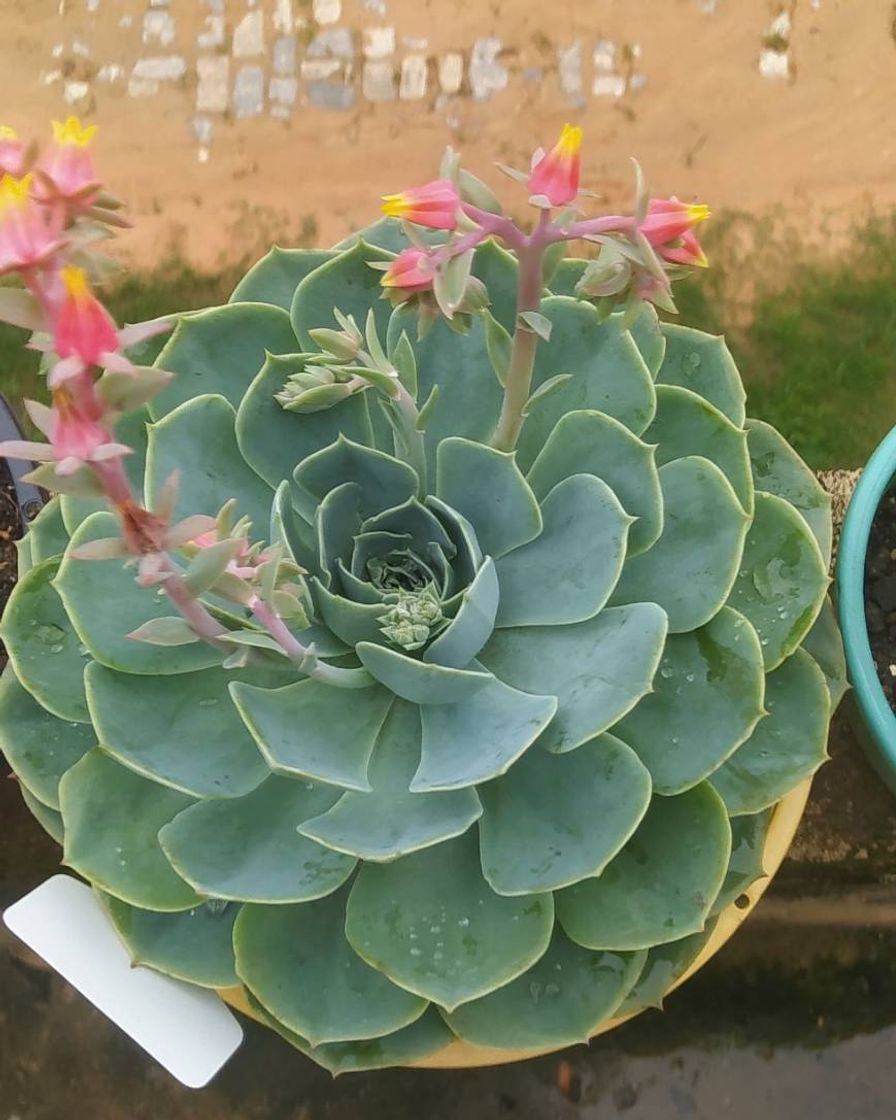 Fashion Echeveria pumila