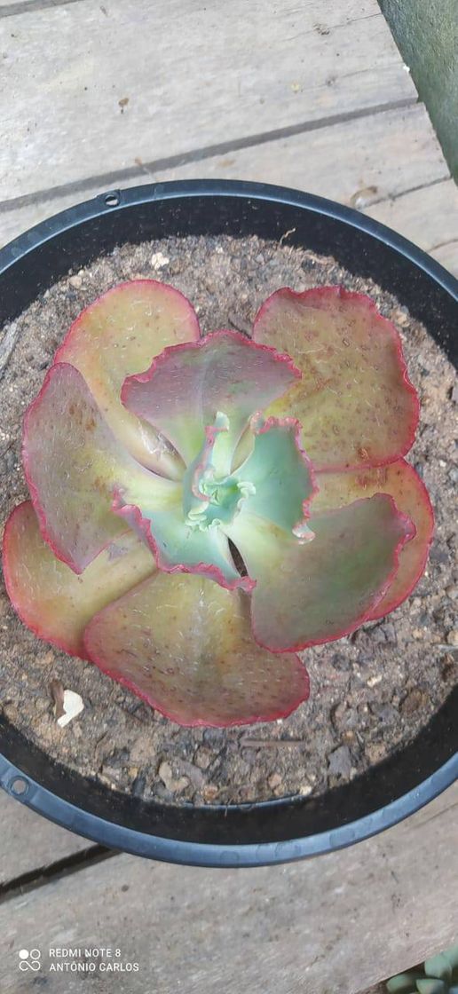 Social Echeveria Mauna Loa verdadeira