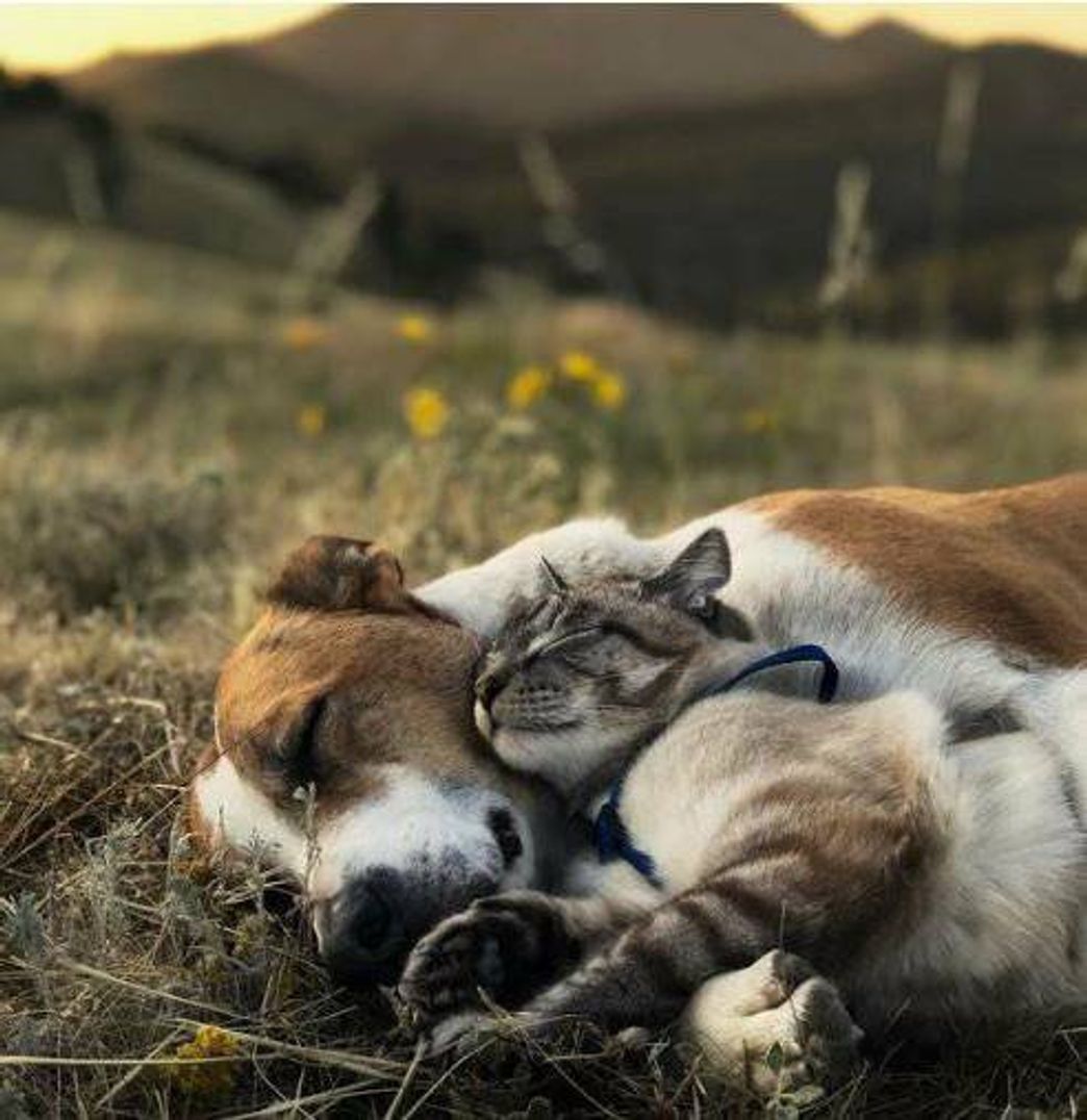 Moda AME, PROTEJA E CUIDE DOS ANIMAIS! 