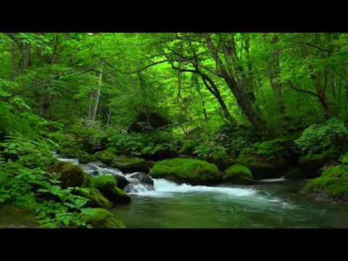 Fashion Paz Interior: Música Relaxante e Natureza - YouTube