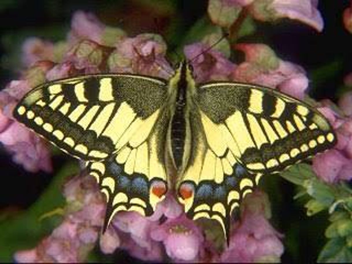 Moda Encantada com essa borboleta 😍