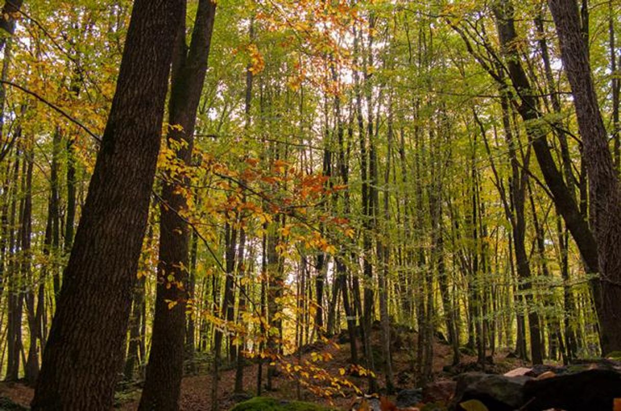 Lugares La Fageda