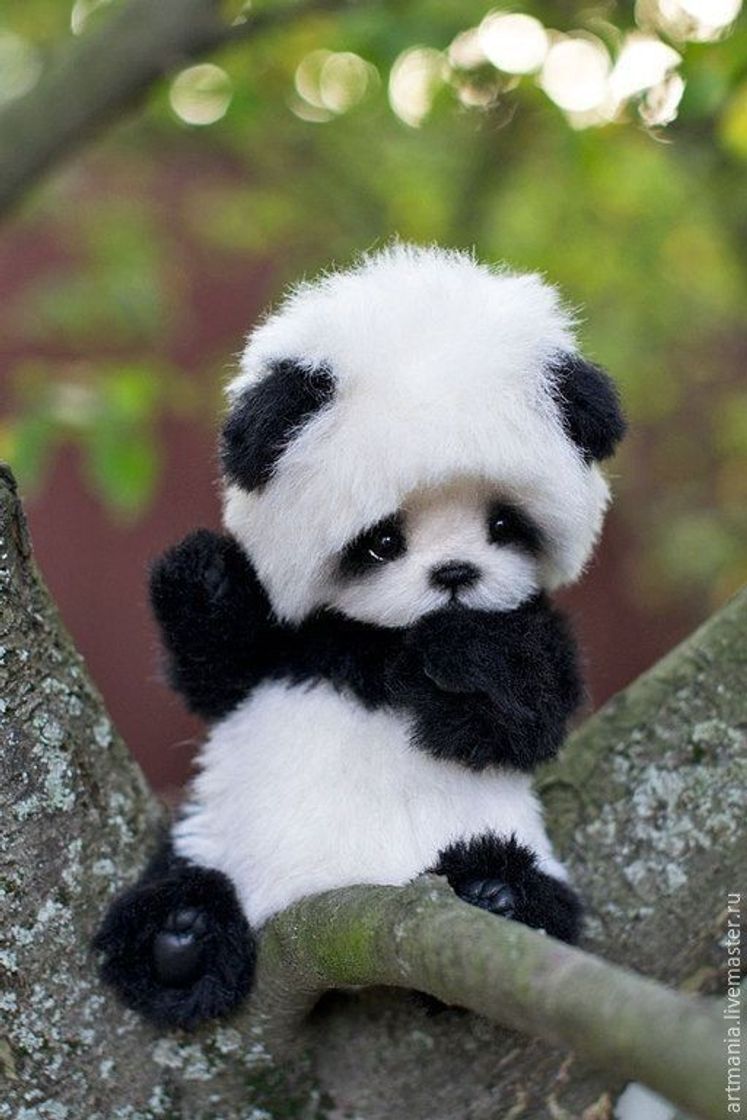 Fashion Panda