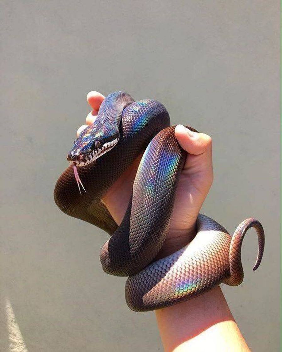 Moda snake aesthetic