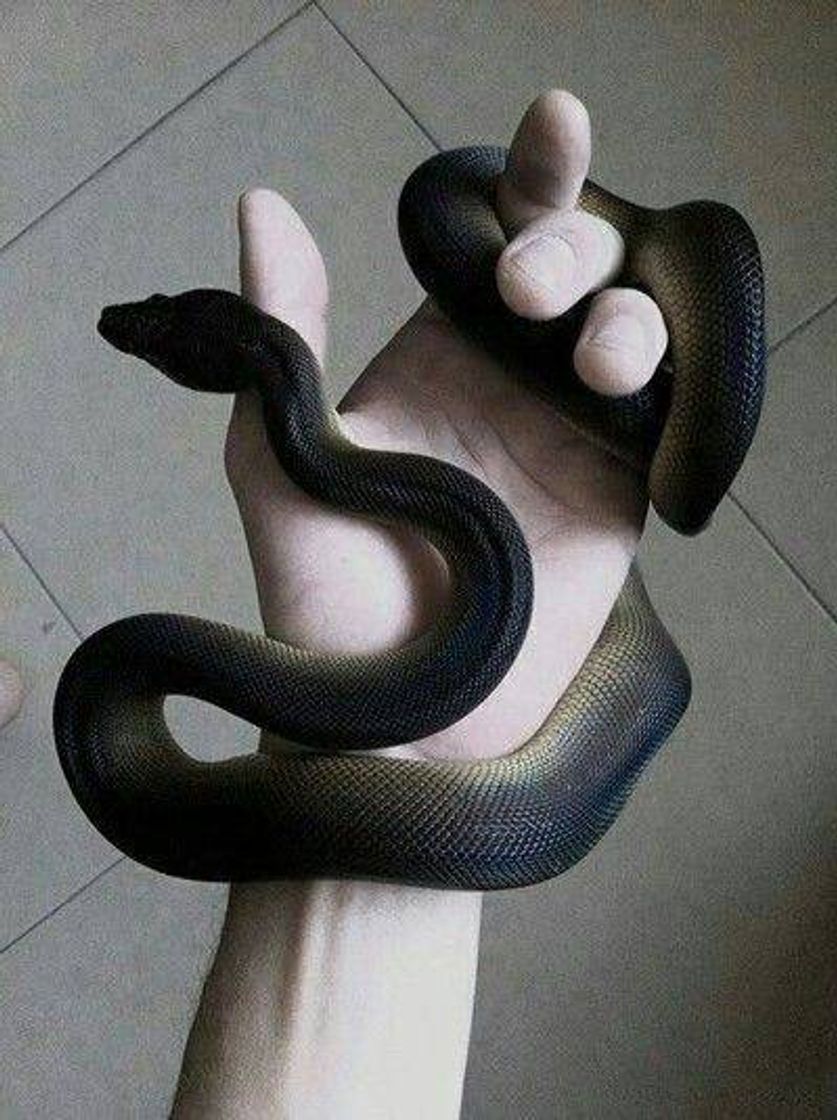 Fashion black aesthetic snake