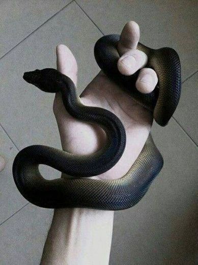 black aesthetic snake