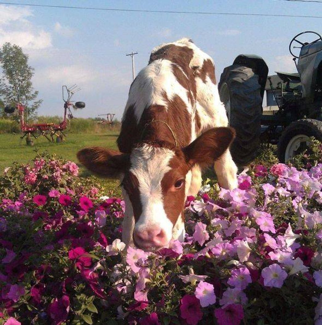 Moda cottagecore cow