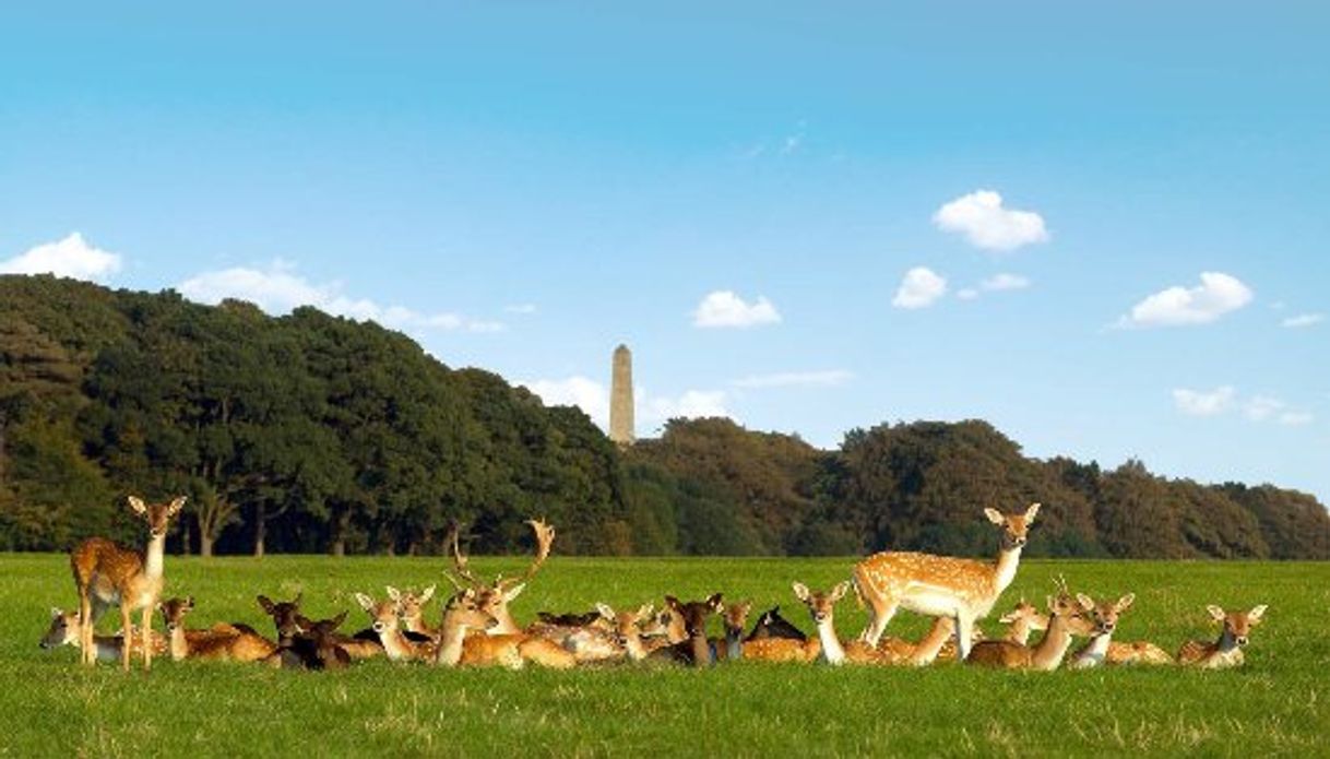 Lugar Phoenix Park Dublin