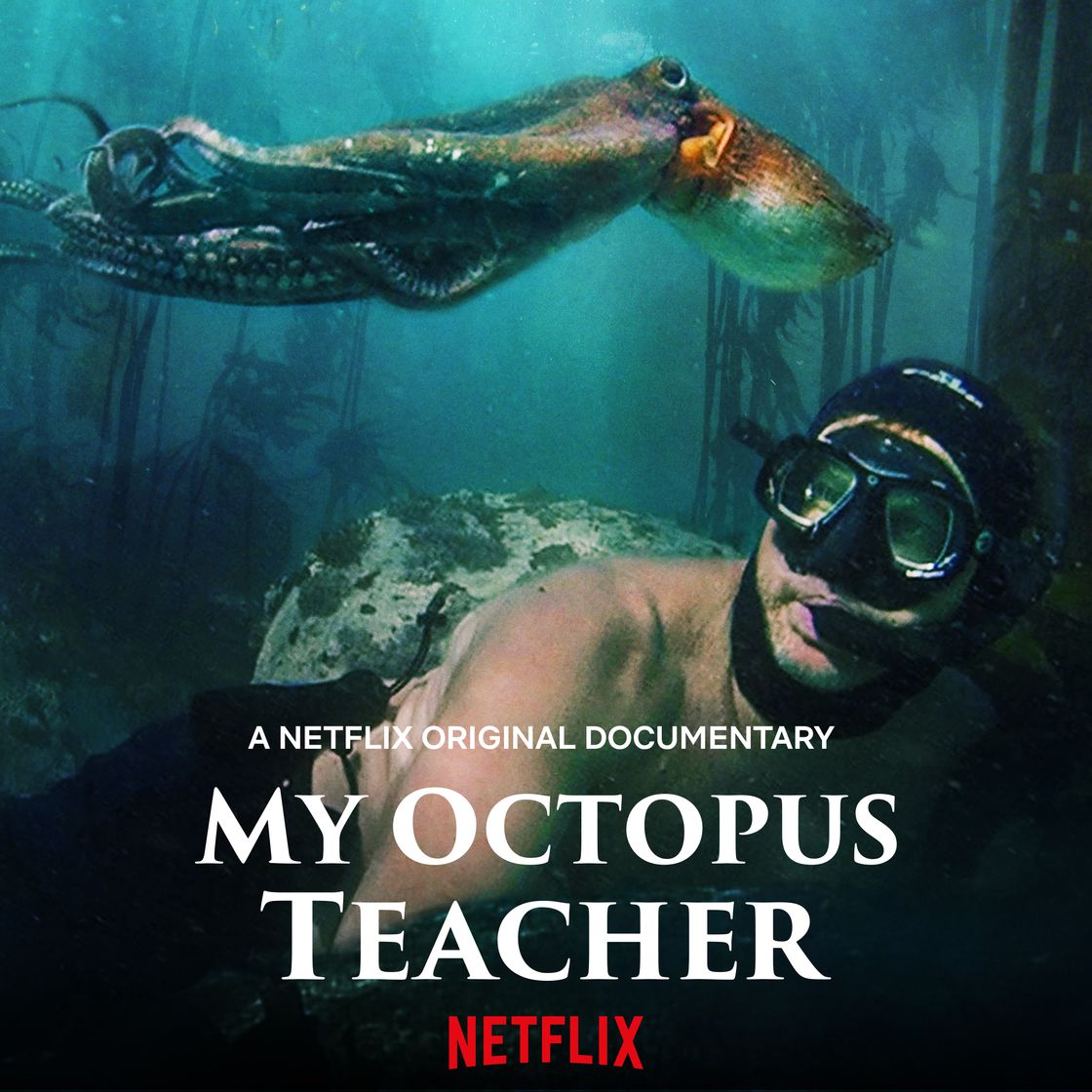 Películas My Octopus Teacher | Netflix Official Site