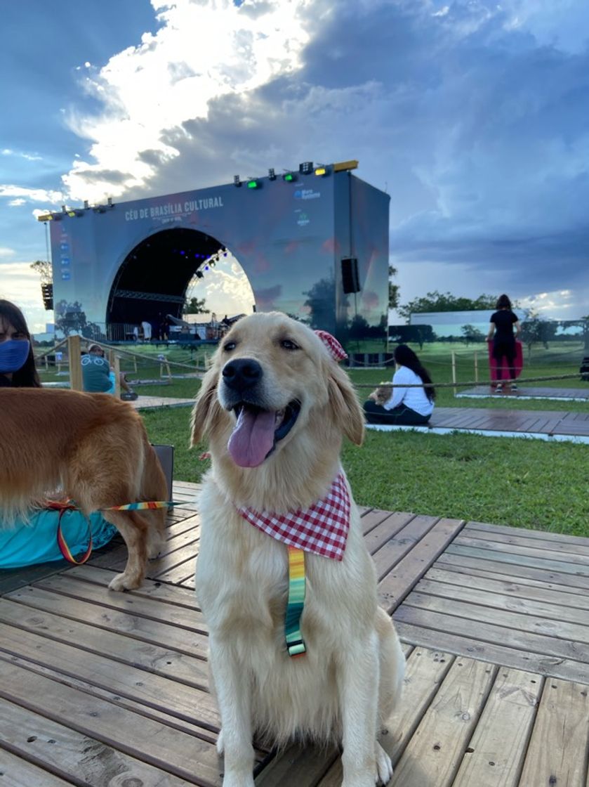 Social Golden retriever