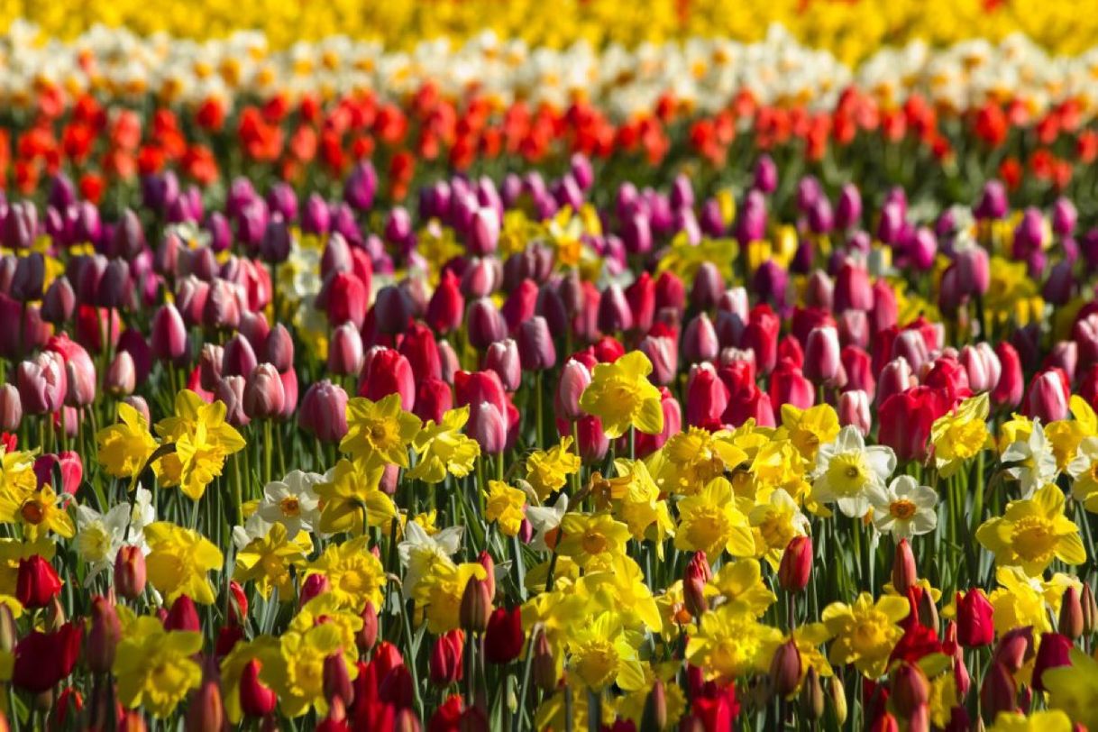 Place Bloemenmarkt
