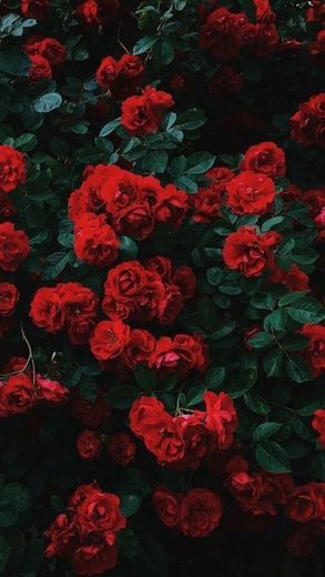 roses 🥀 