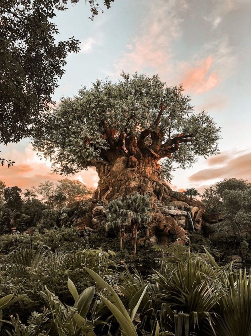 Place Animal Kingdom