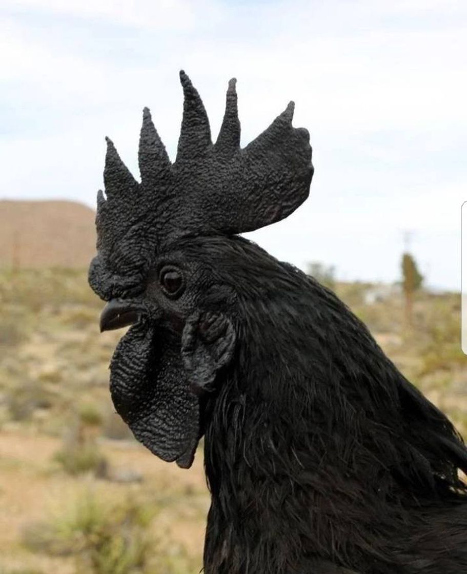 Moda Curiosidade - Galinha Ayam Cemani