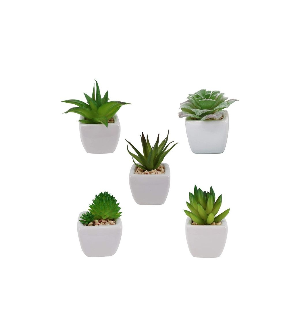 Producto Plantas decorativas 