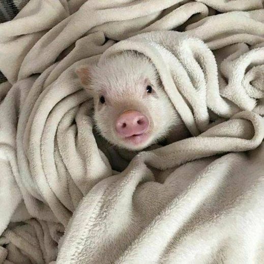 Porquinho(a) no cobertor 