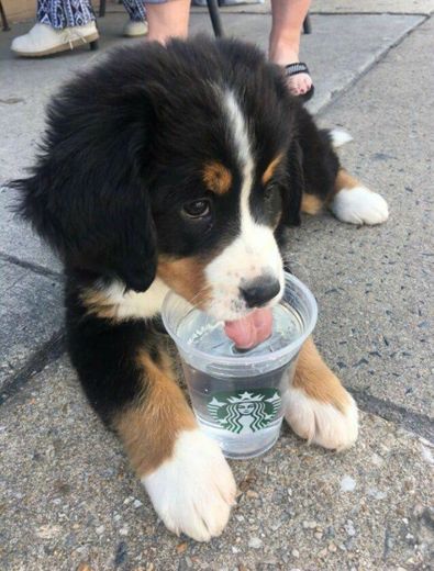 Cachorro bebendo água no copo 