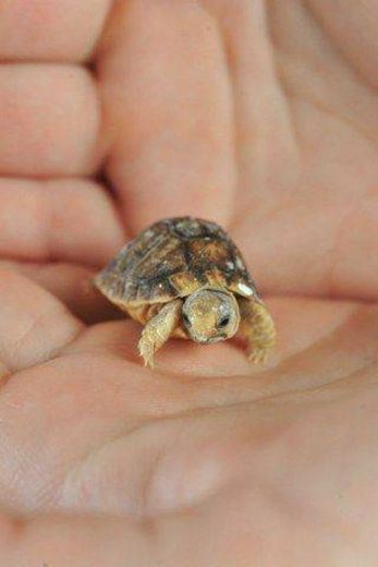 Mini tartaruga 