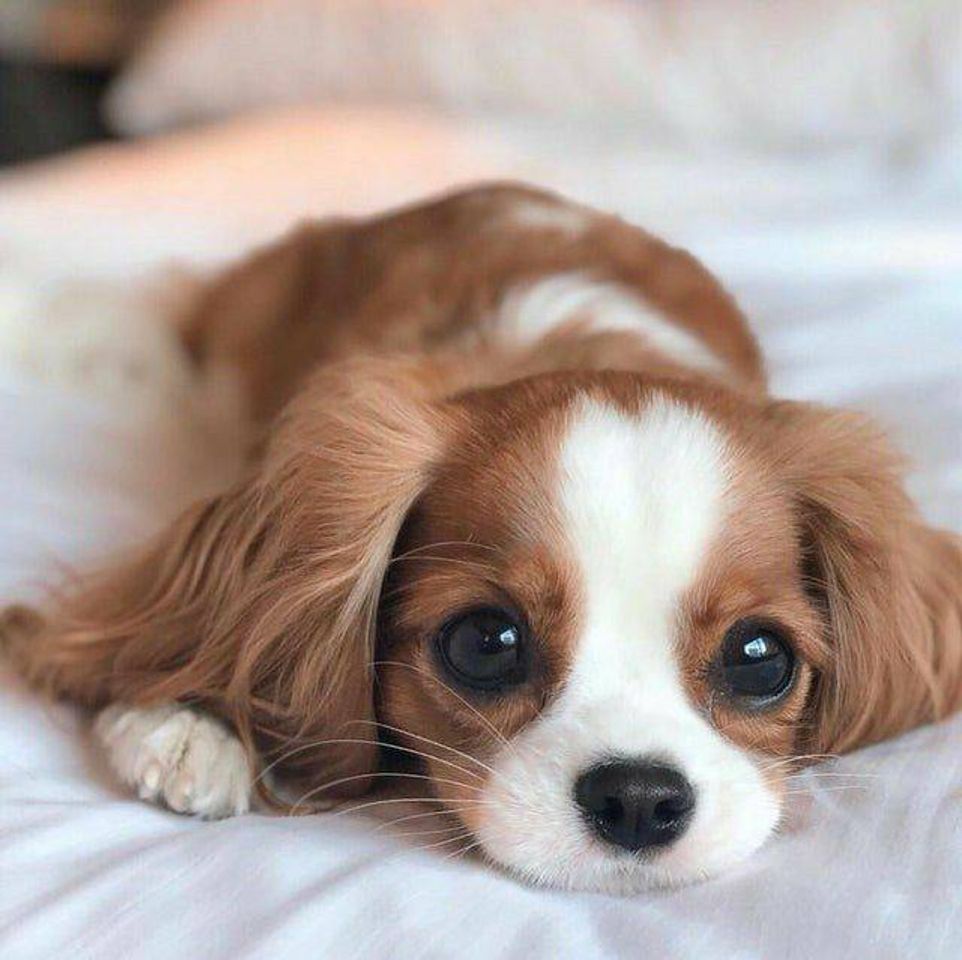 Social Cachorrinho da orelha grande 