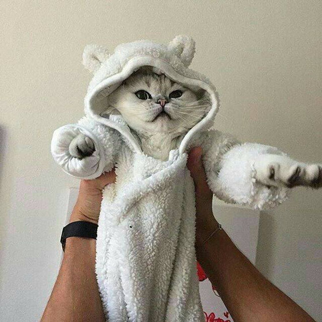 Fashion Little cat 