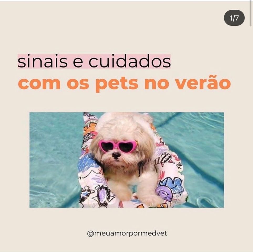 Fashion Pets no Verão!