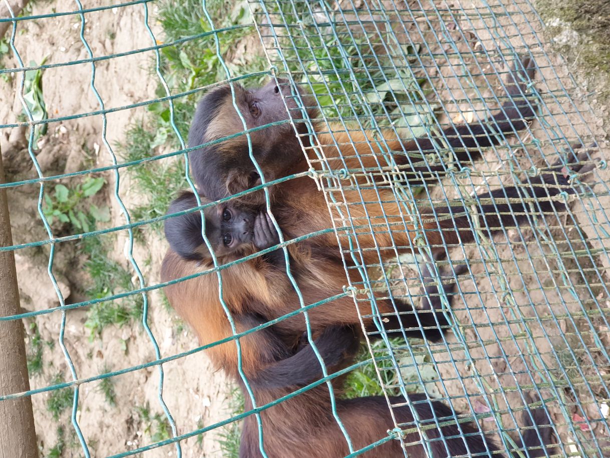 Lugar Zoológico El Bosque