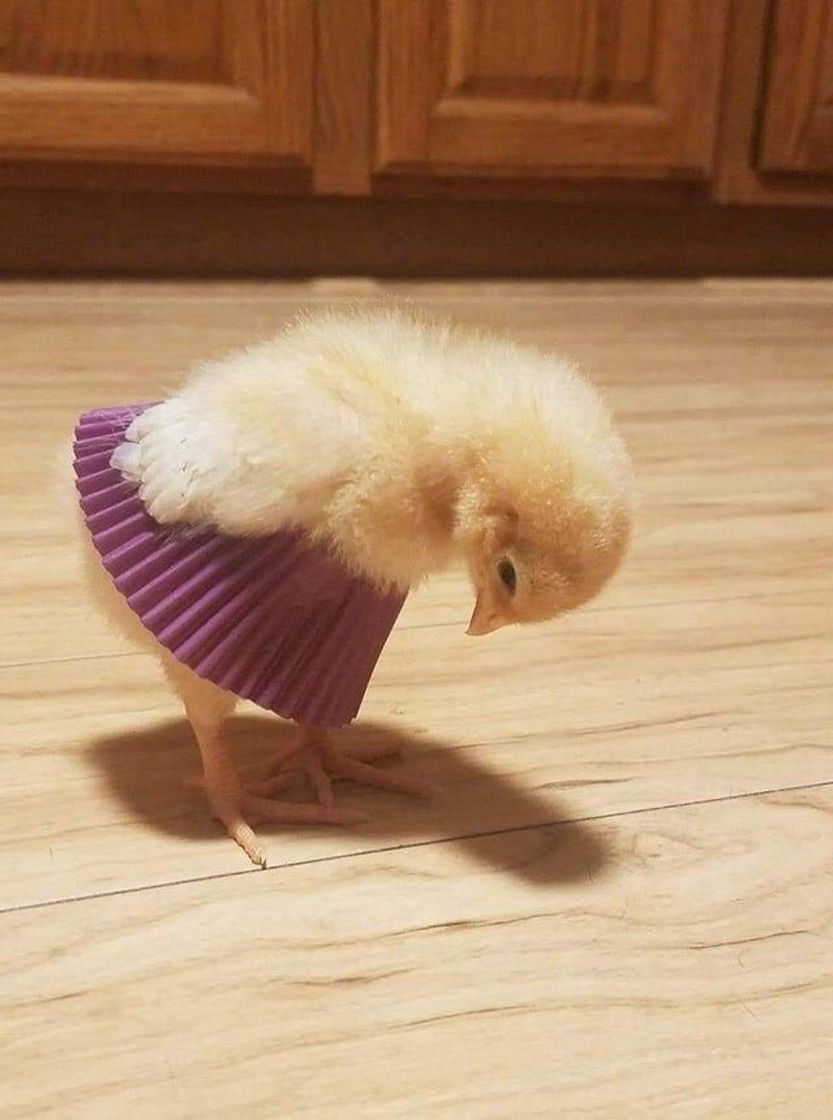 Fashion 🐥 