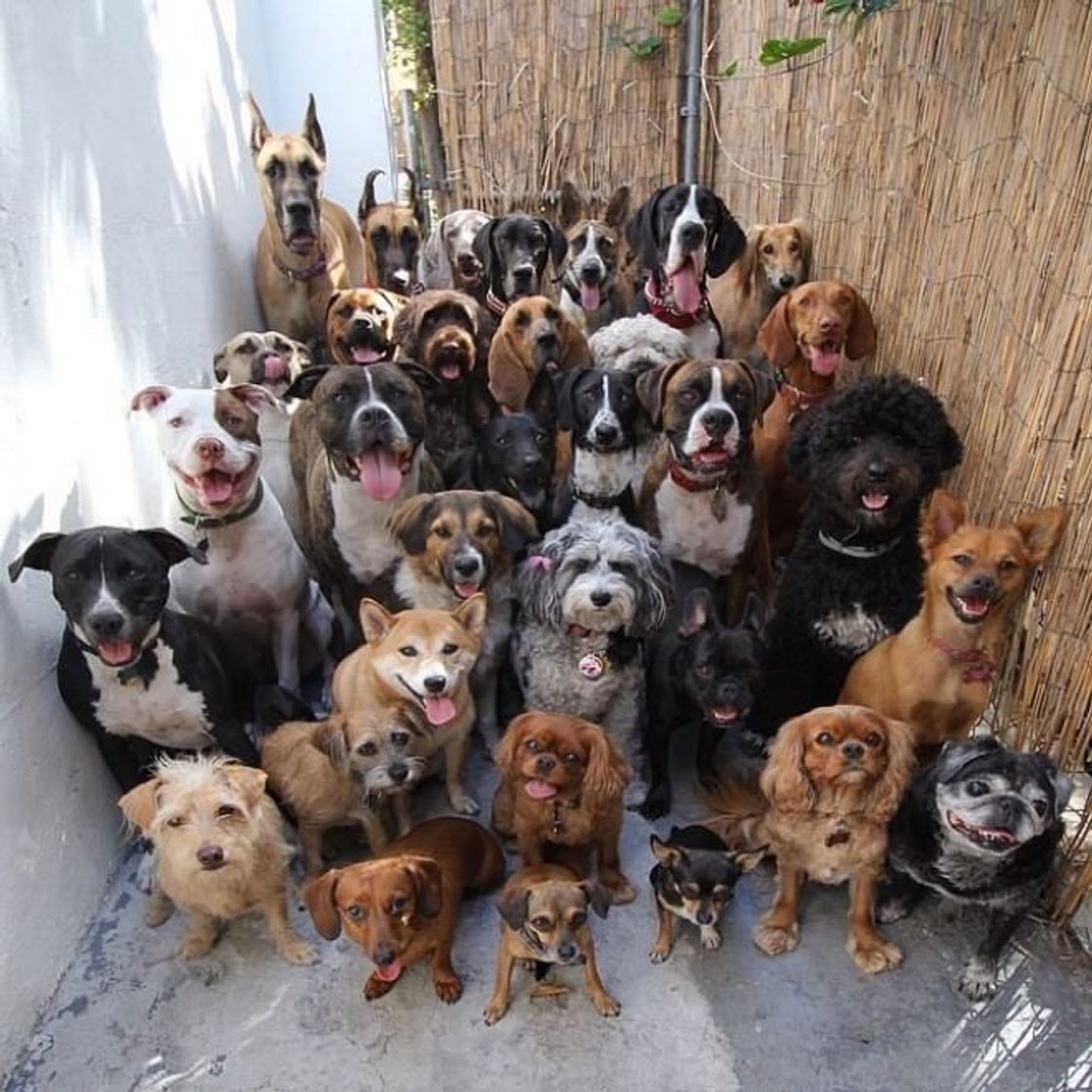 Social Adotem, e sejam felizes 😍🐾