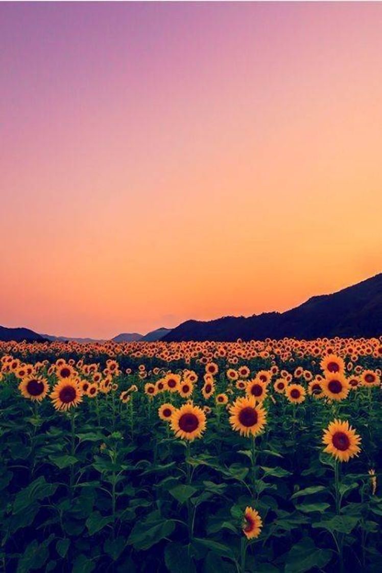 Social Paisagens