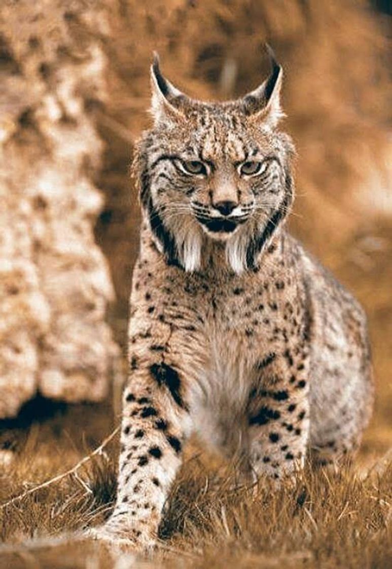 Social Animais selvagens