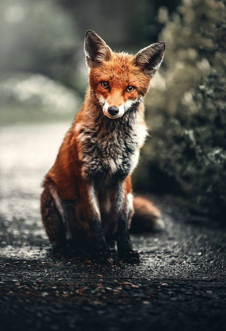 Social Animais selvagens