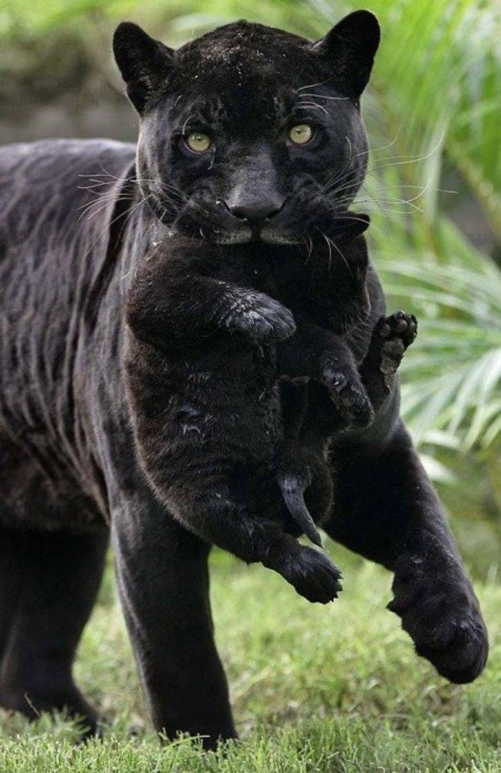Social Animais selvagens