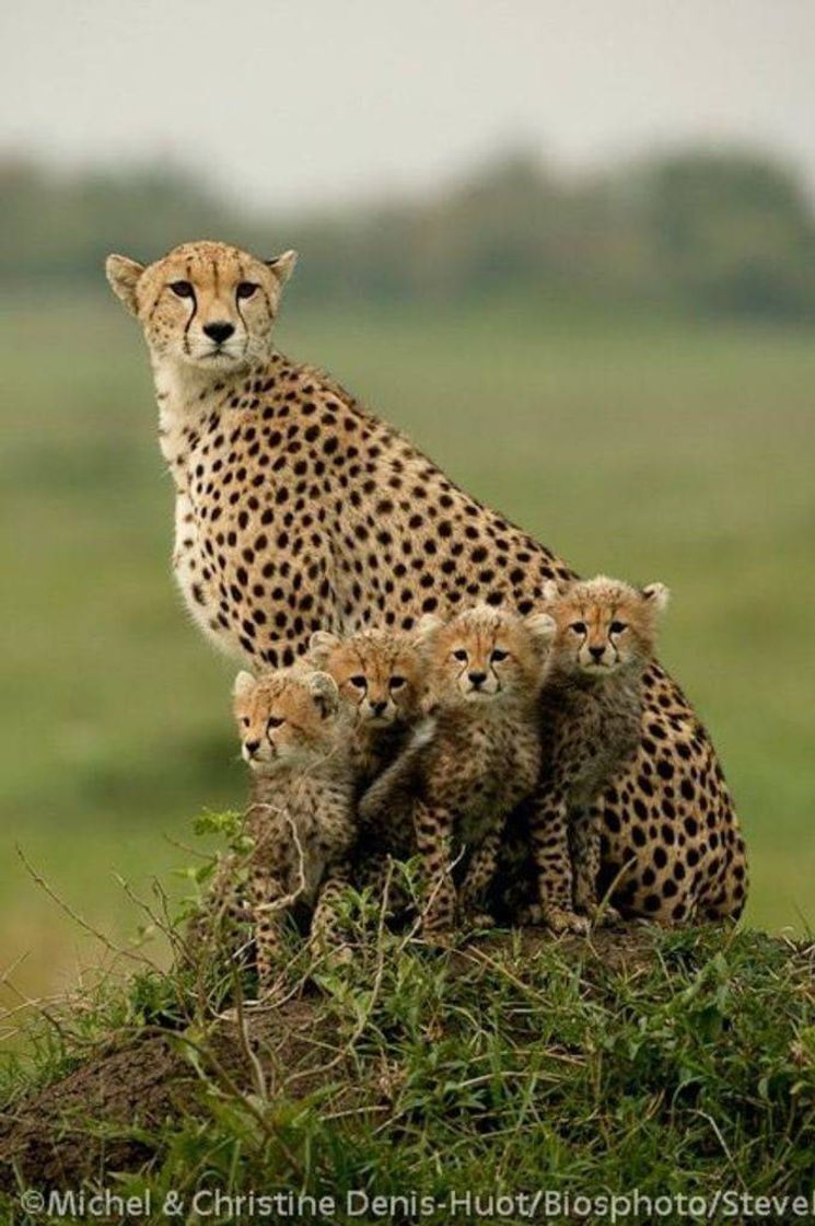 Social Animais selvagens