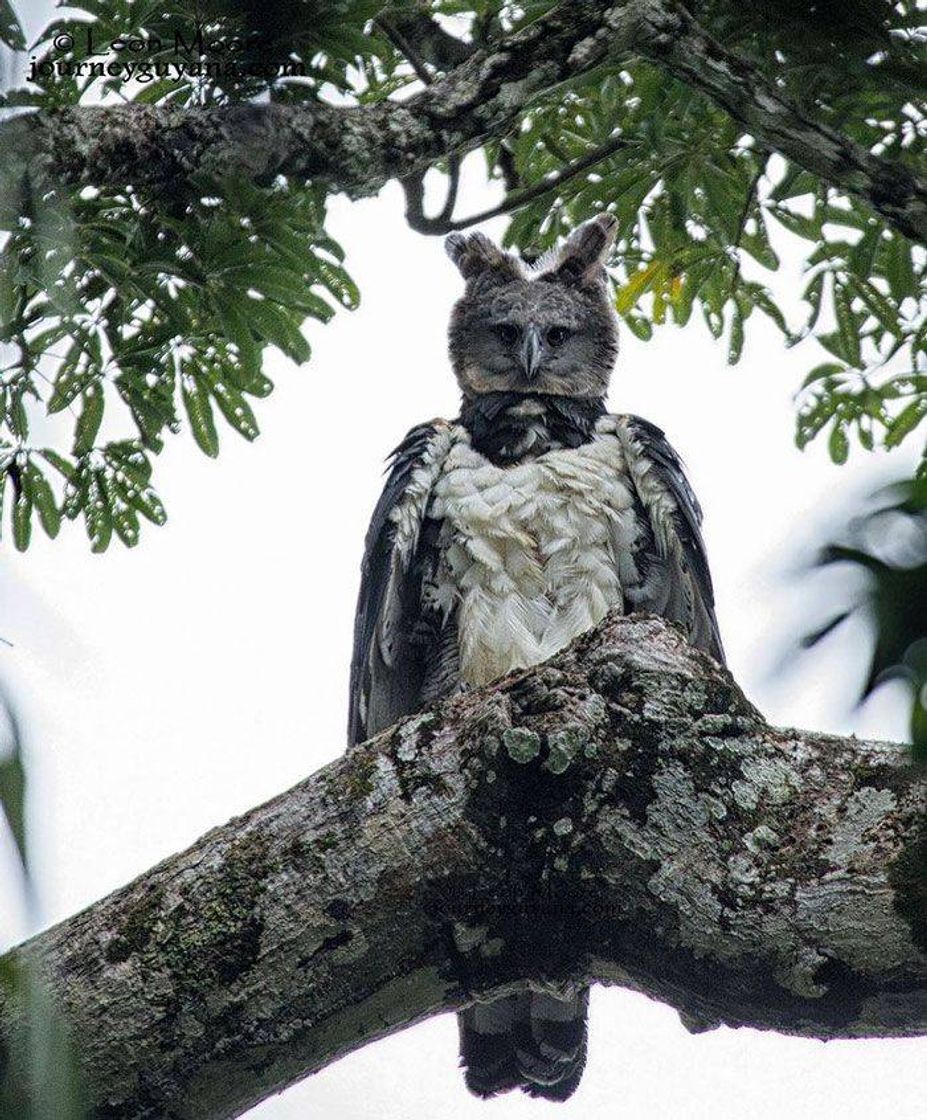 Social Animais selvagens