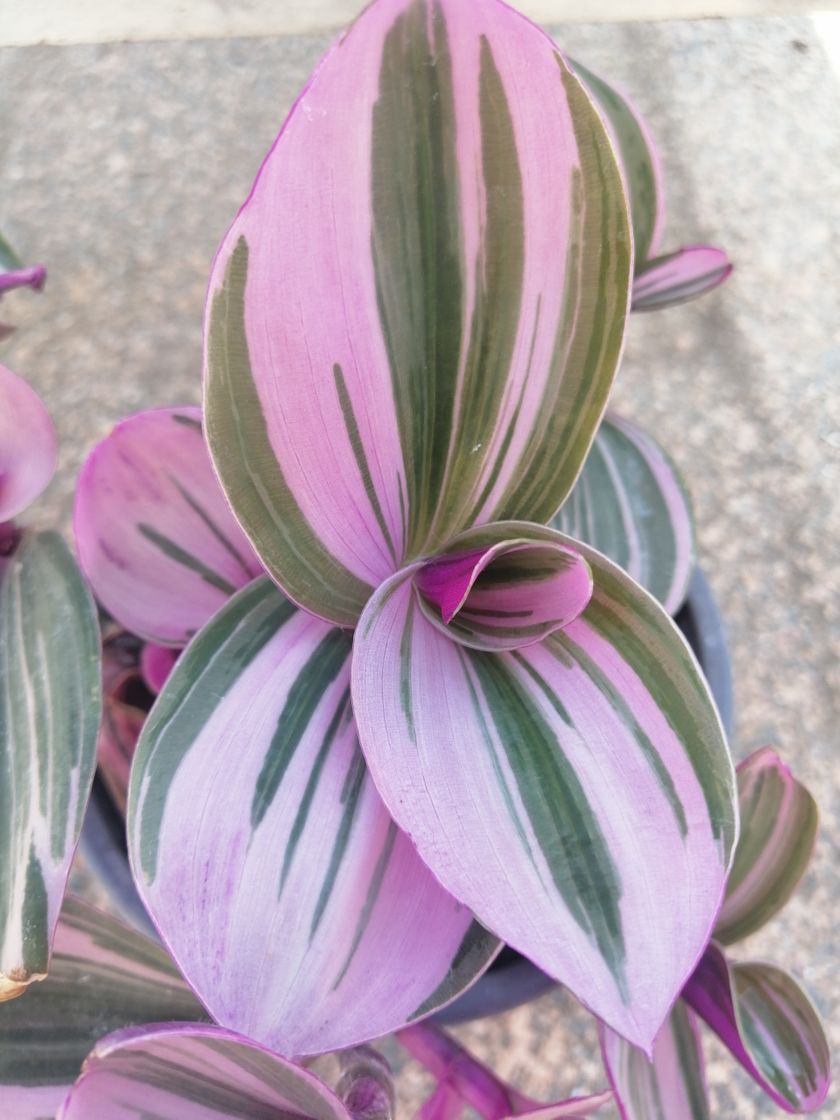 Moda Jardinería Blanca Deltebre (Delta del Ebro) 