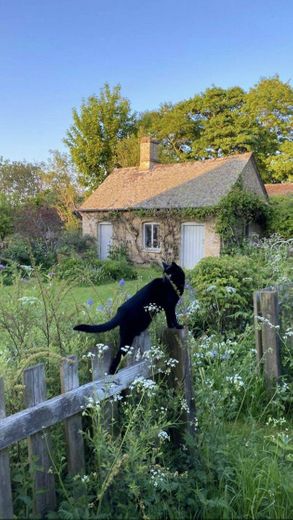 grass and cat