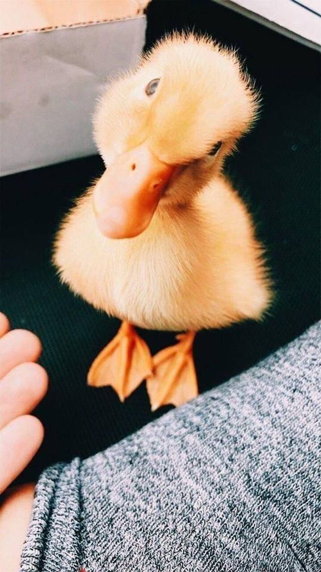 Fashion 🦆