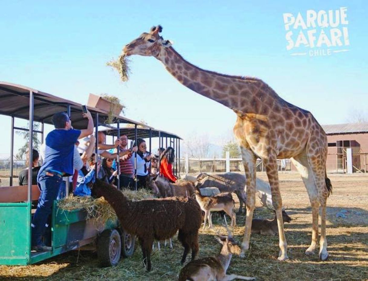 Lugar Parque Safari Chile