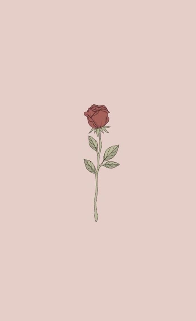 Moda wallpaper rose 🥀