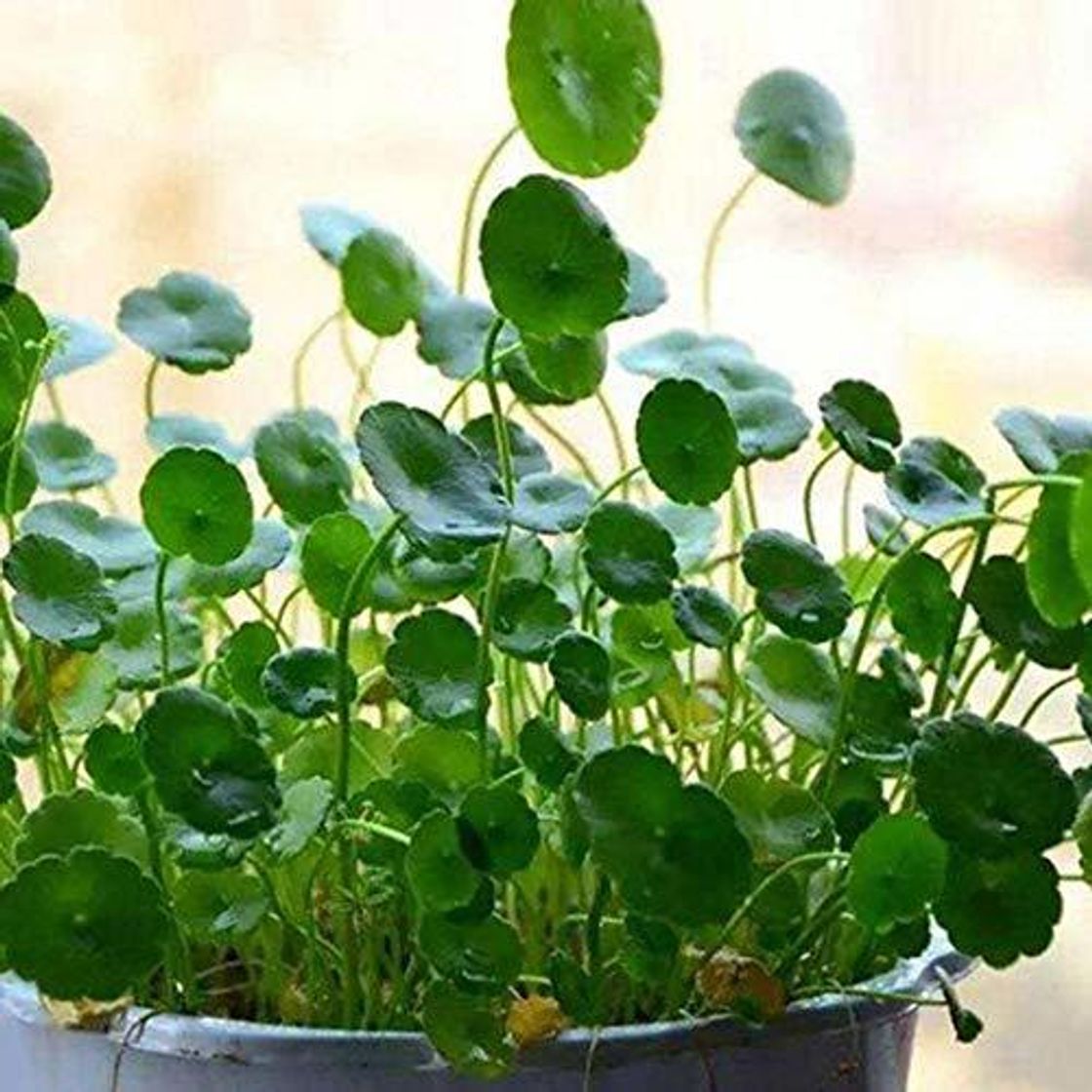 Elemento de la categoría hogar DeYL Semillas Plantas Semillas 50Pcs Dichondra Pistia Estanque de Jardín de Plantas